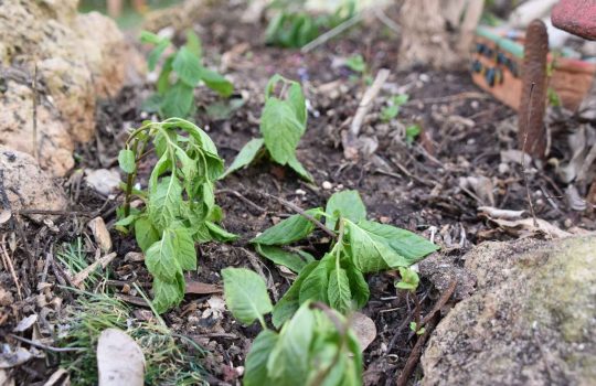 Abiotic plant stress response2